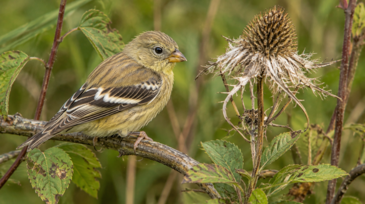 Illustration of a fledgling Goldfinch near a late-summer seed head
