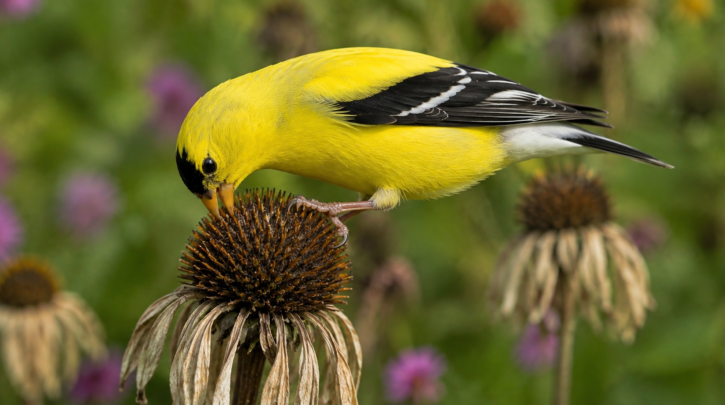 Illustration of a goldfinch feeding directly from a coneflower seed head