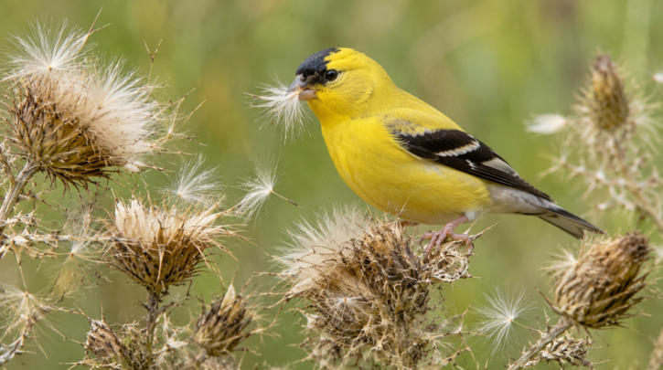 Illustration of a Goldfinch gathering thistle down for its late-summer nest